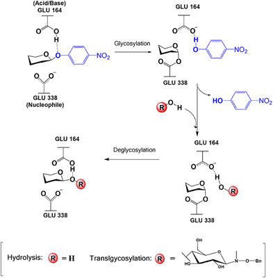 Comparing Hydrolysis and Transglycosylation Reactions Catalyzed by Thermus thermophilus β-Glycosidase. A Combined MD and QM/MM Study